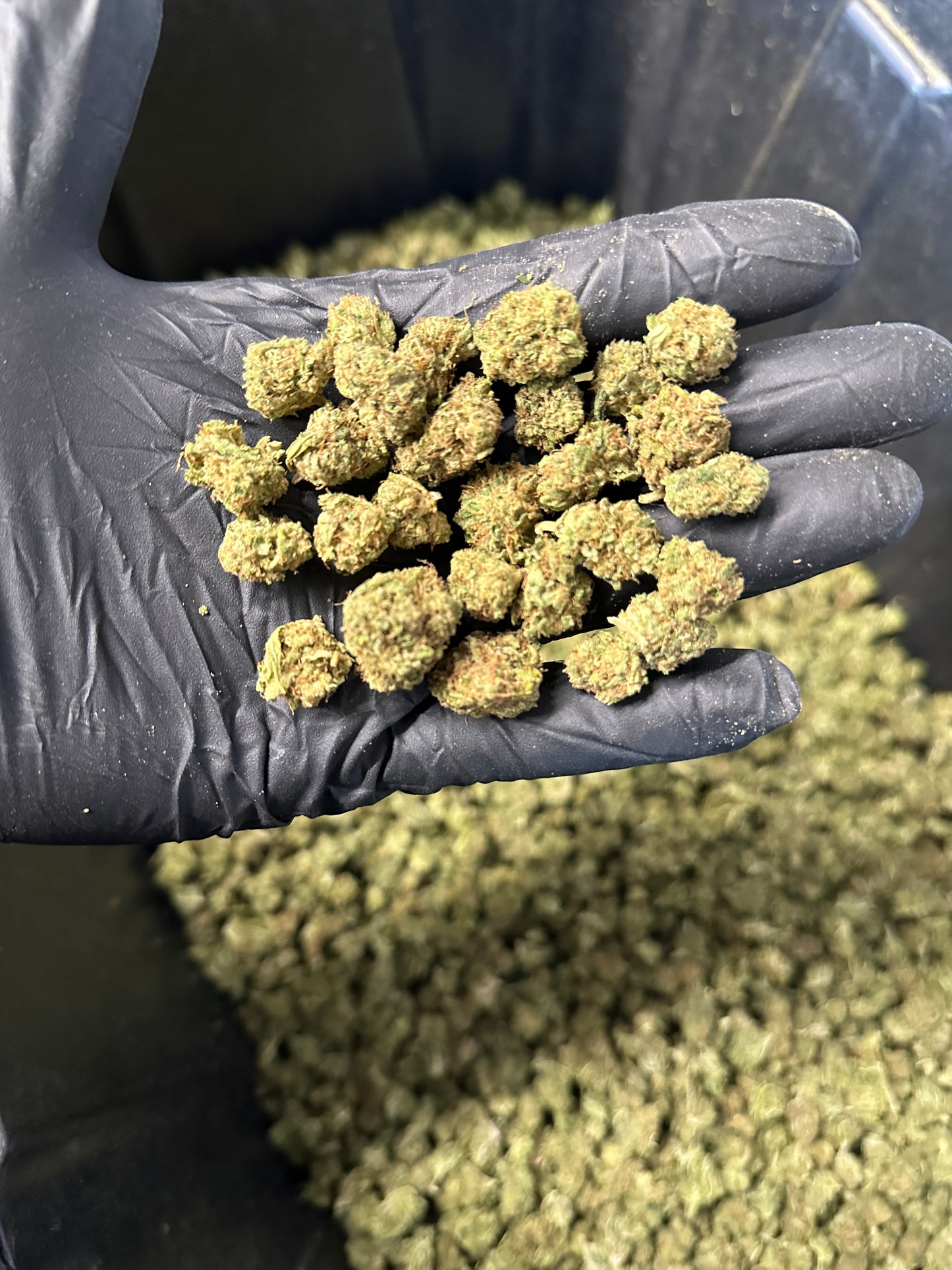 Lemon Tree Hemp Flower Smalls
