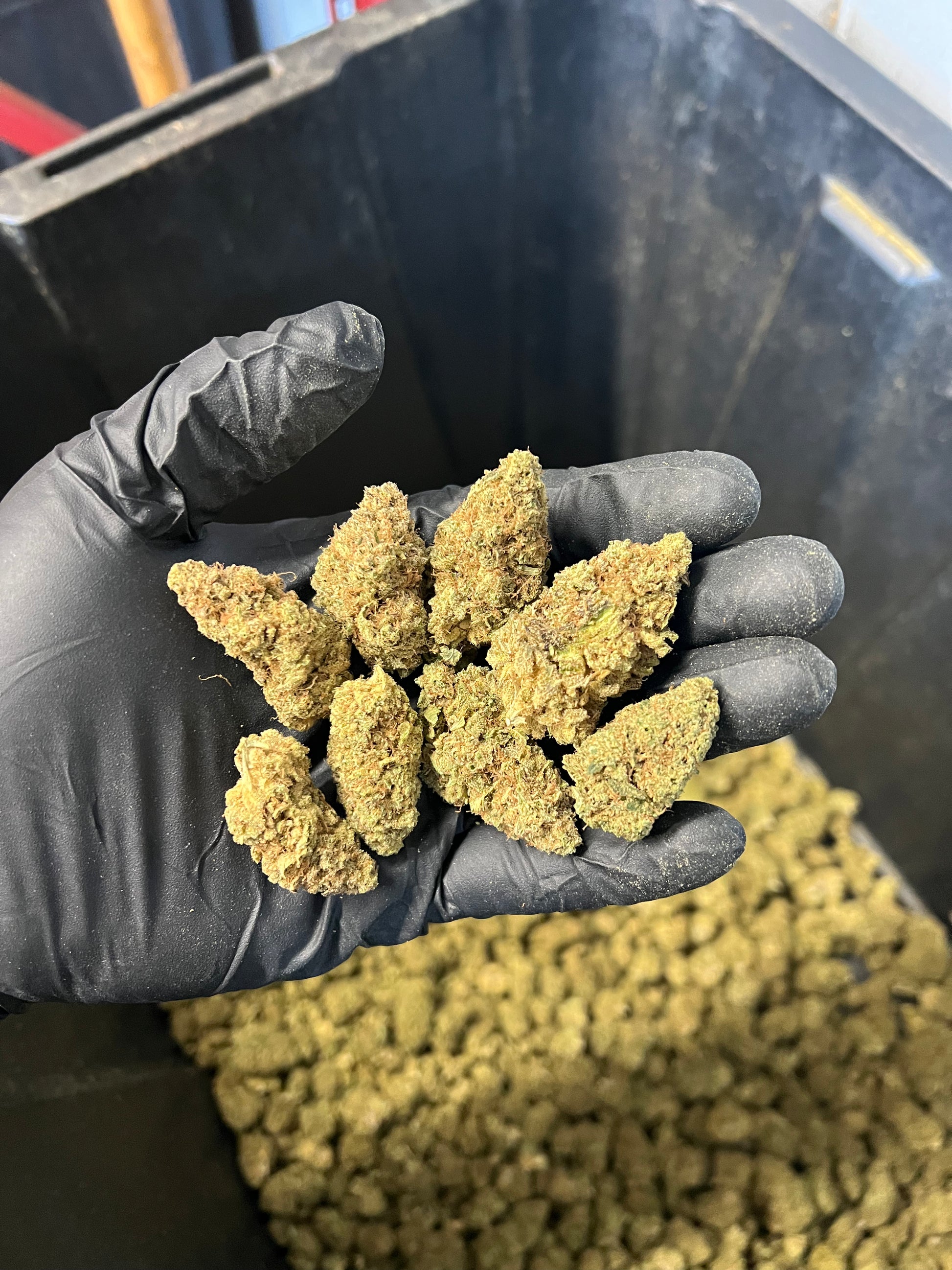 Indoor Agent Orange Hemp Flower