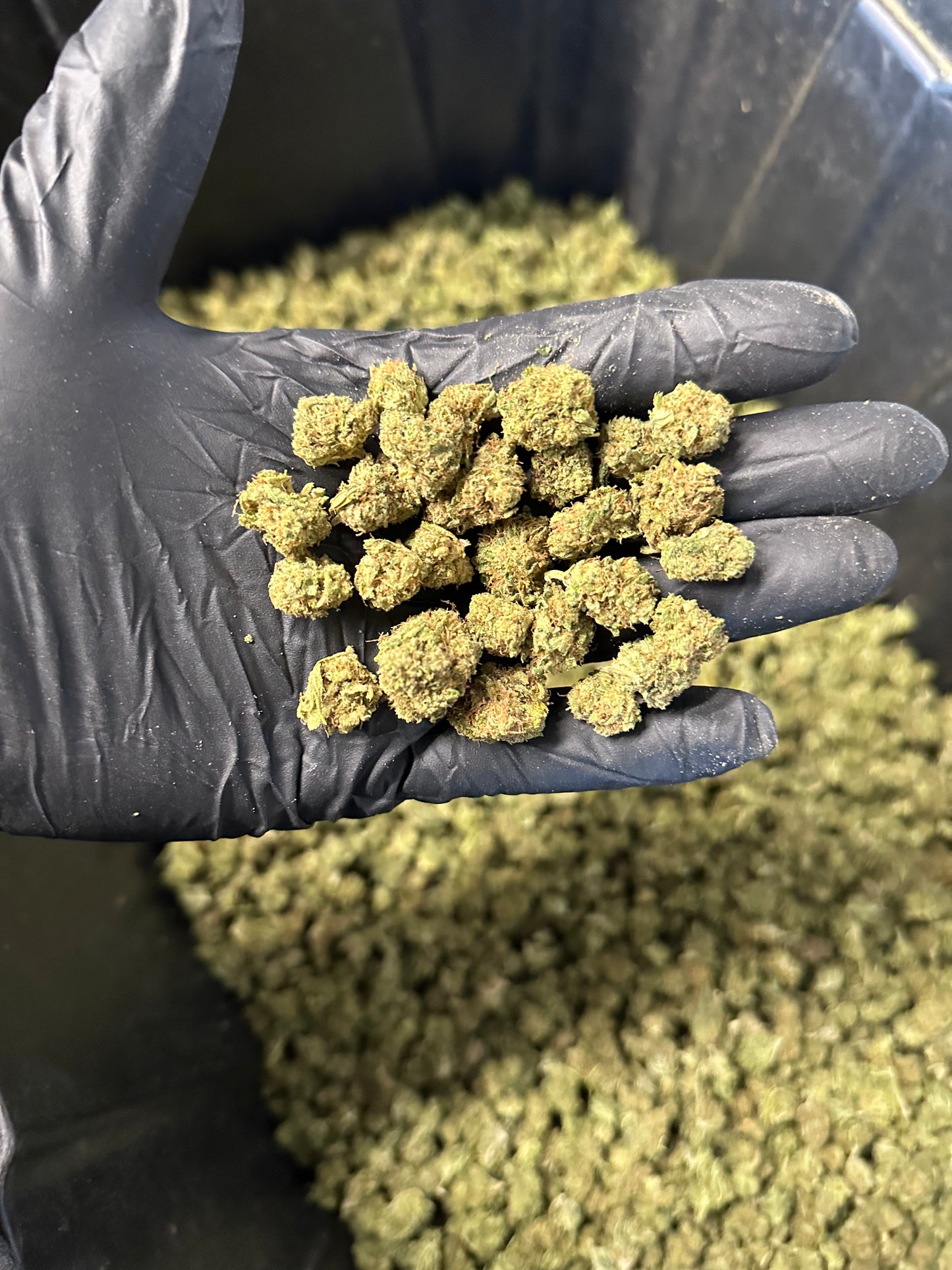 Lemon Tree Hemp Flower Smalls