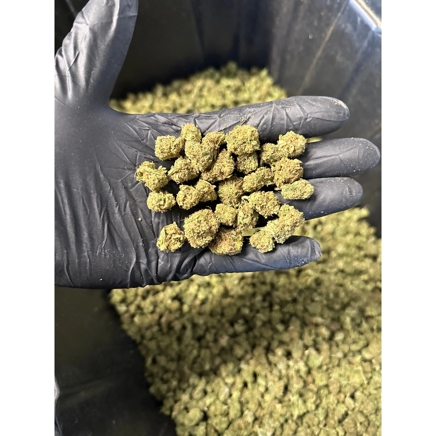 Lemon Tree Hemp Flower Smalls