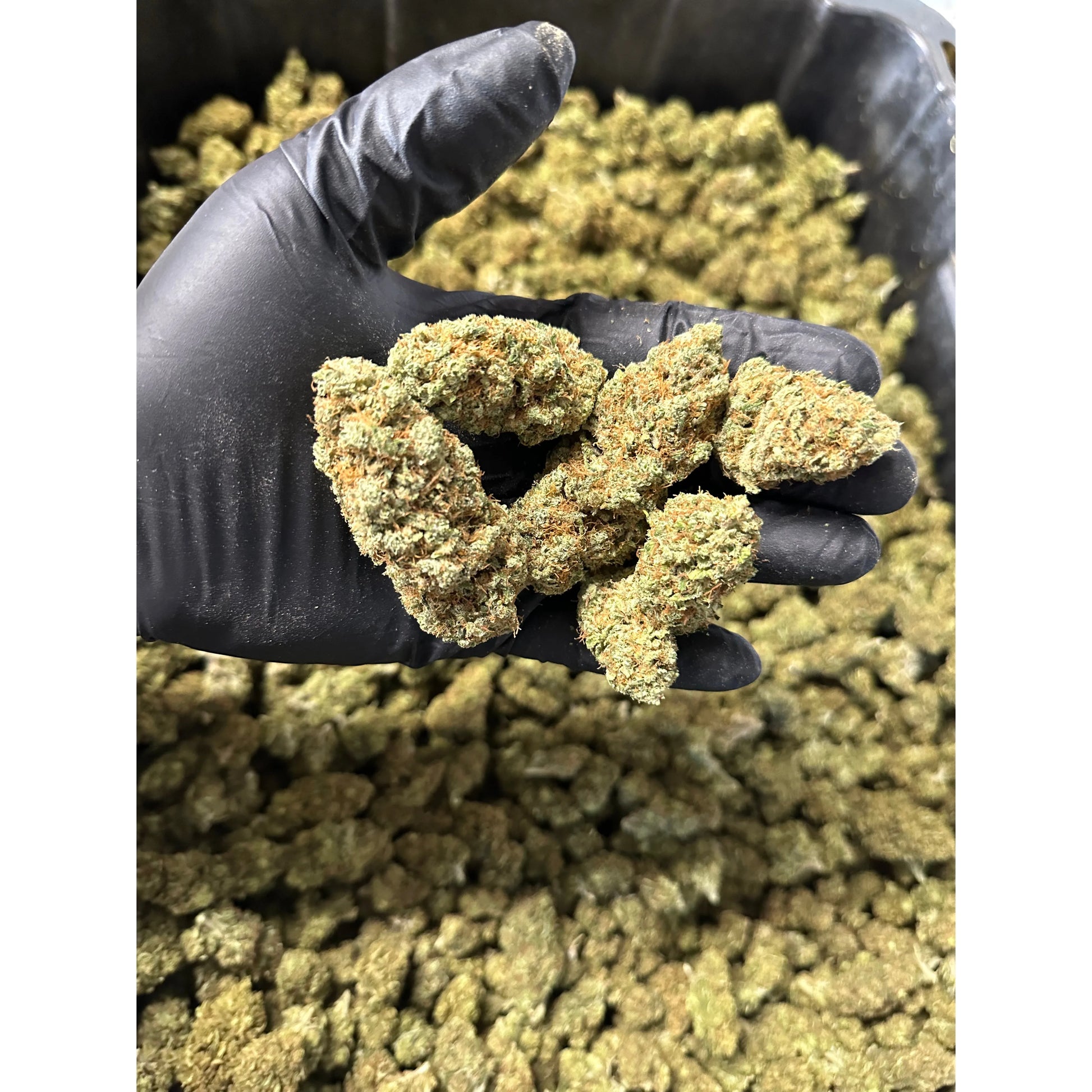 Indoor Lemoncello Hemp Flower