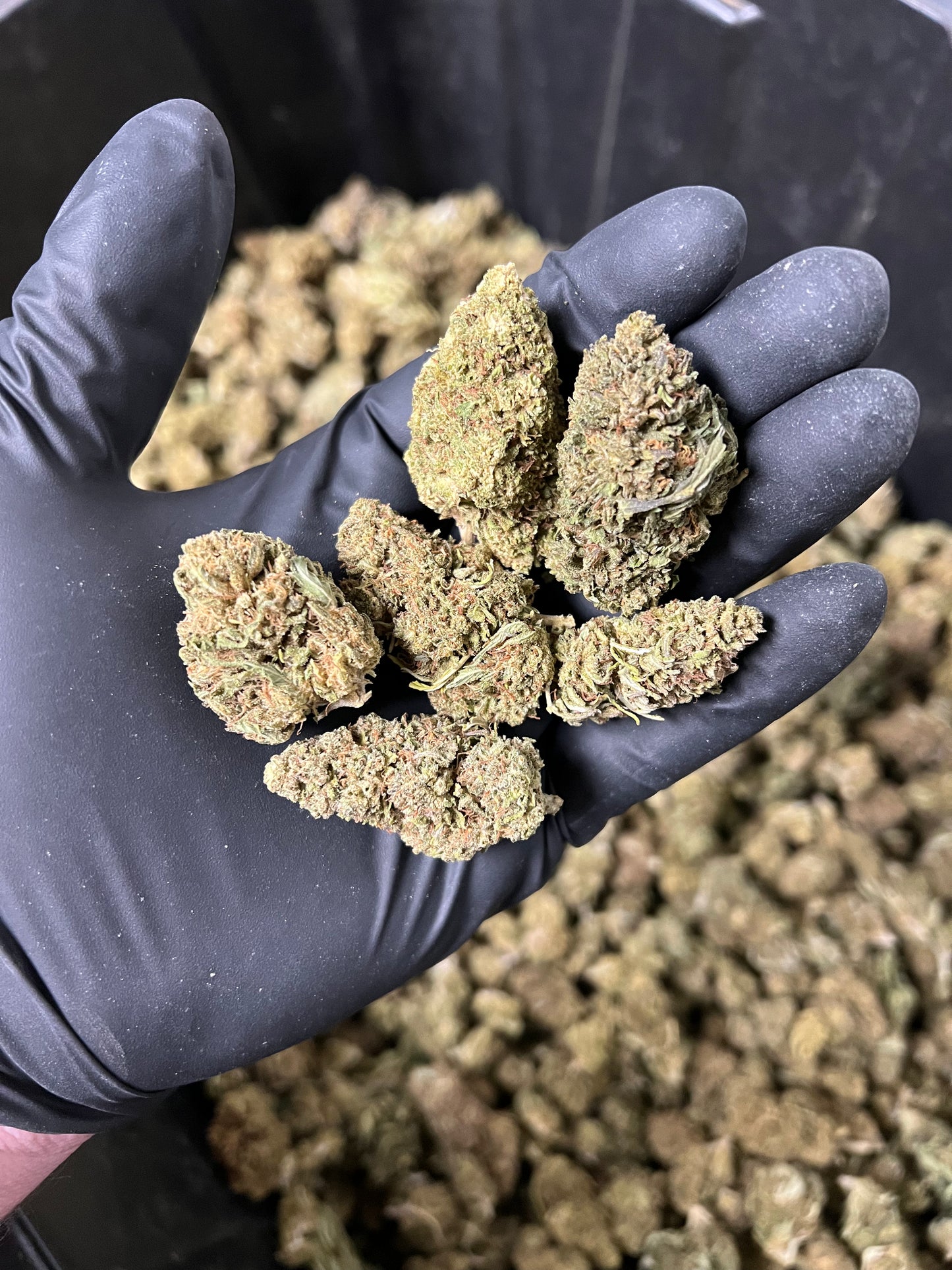 The Wife Hemp Flower