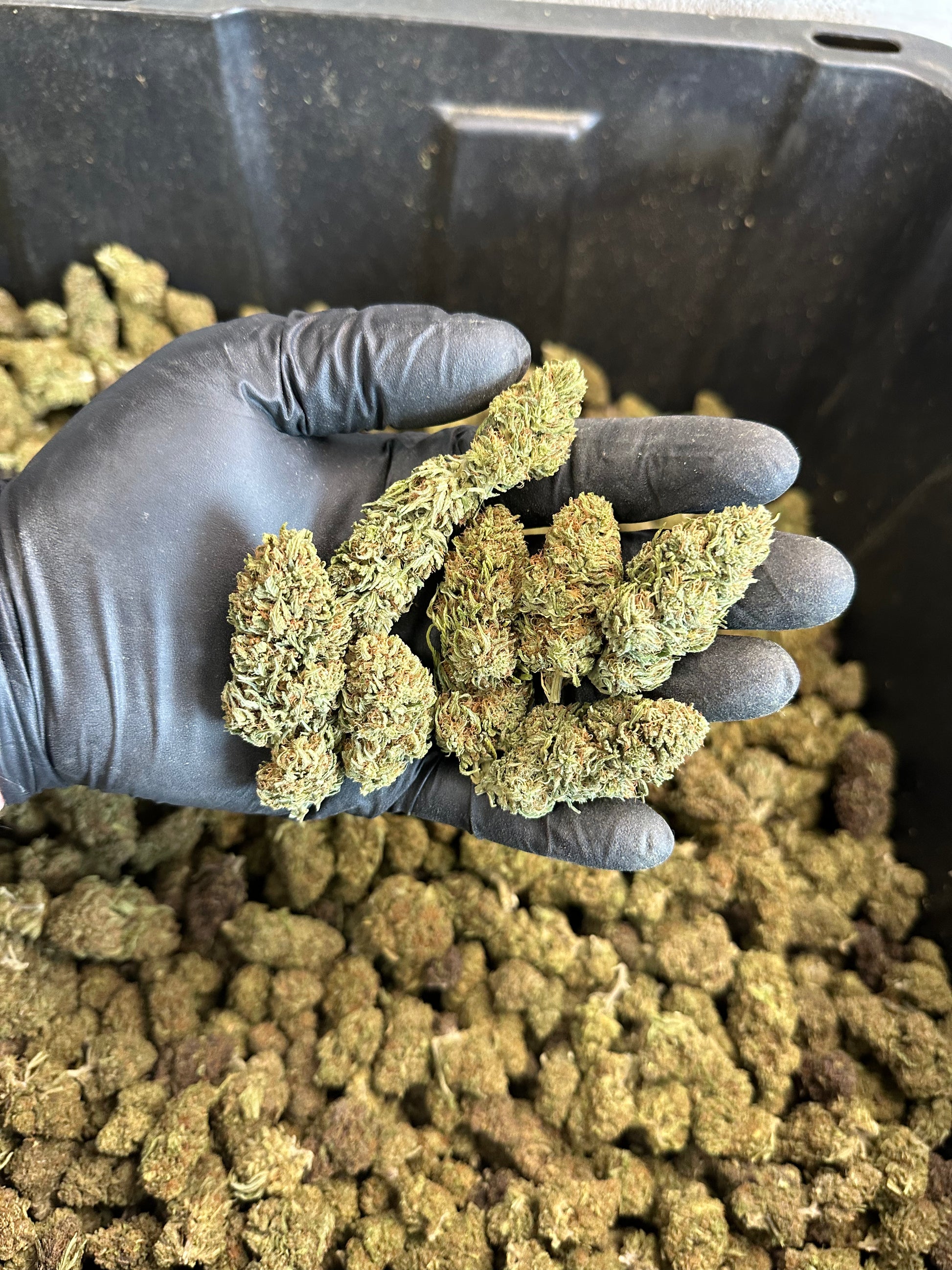 Chem Berry Hemp Flower