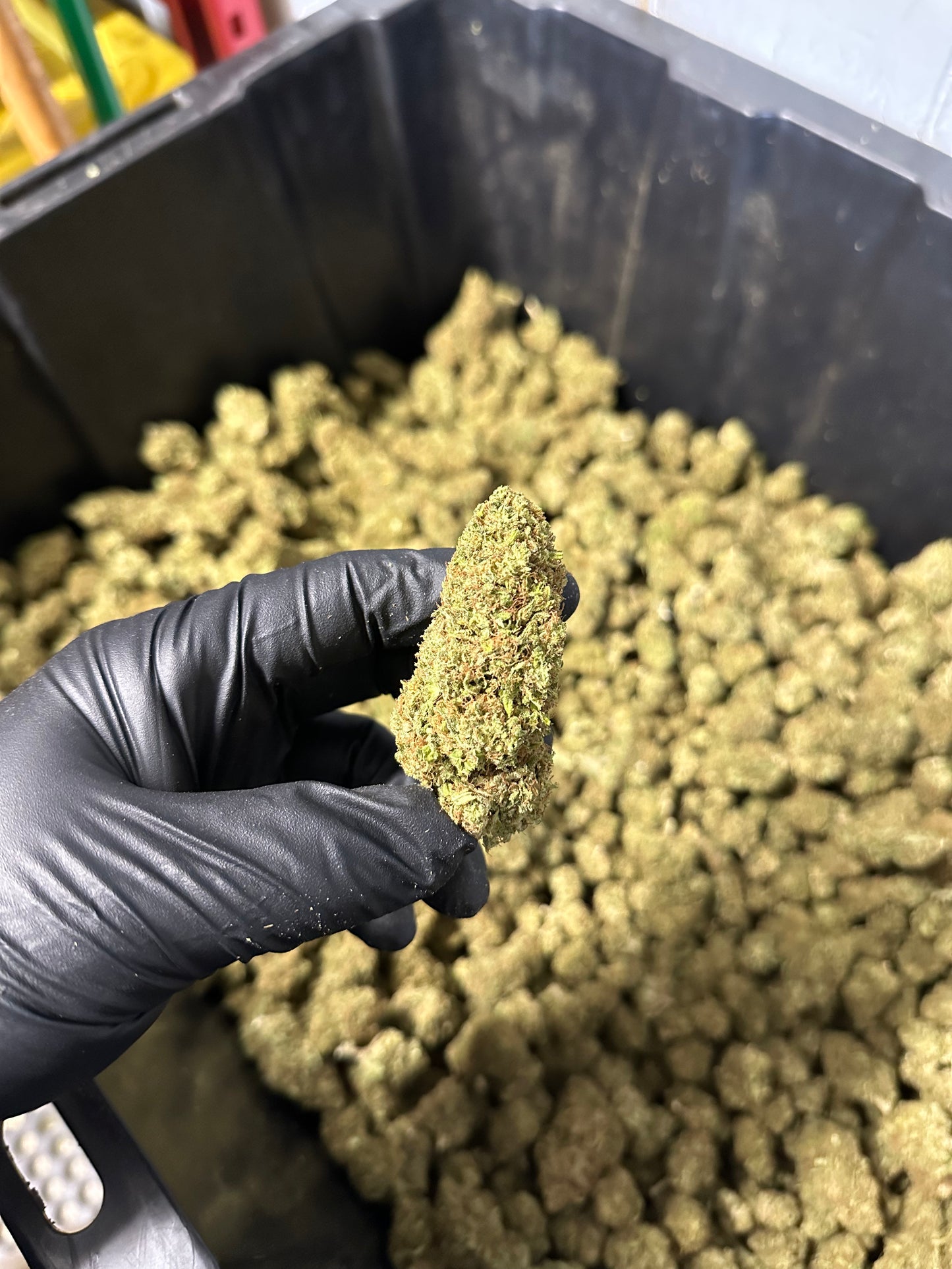 Lemon Tree Hemp Flower