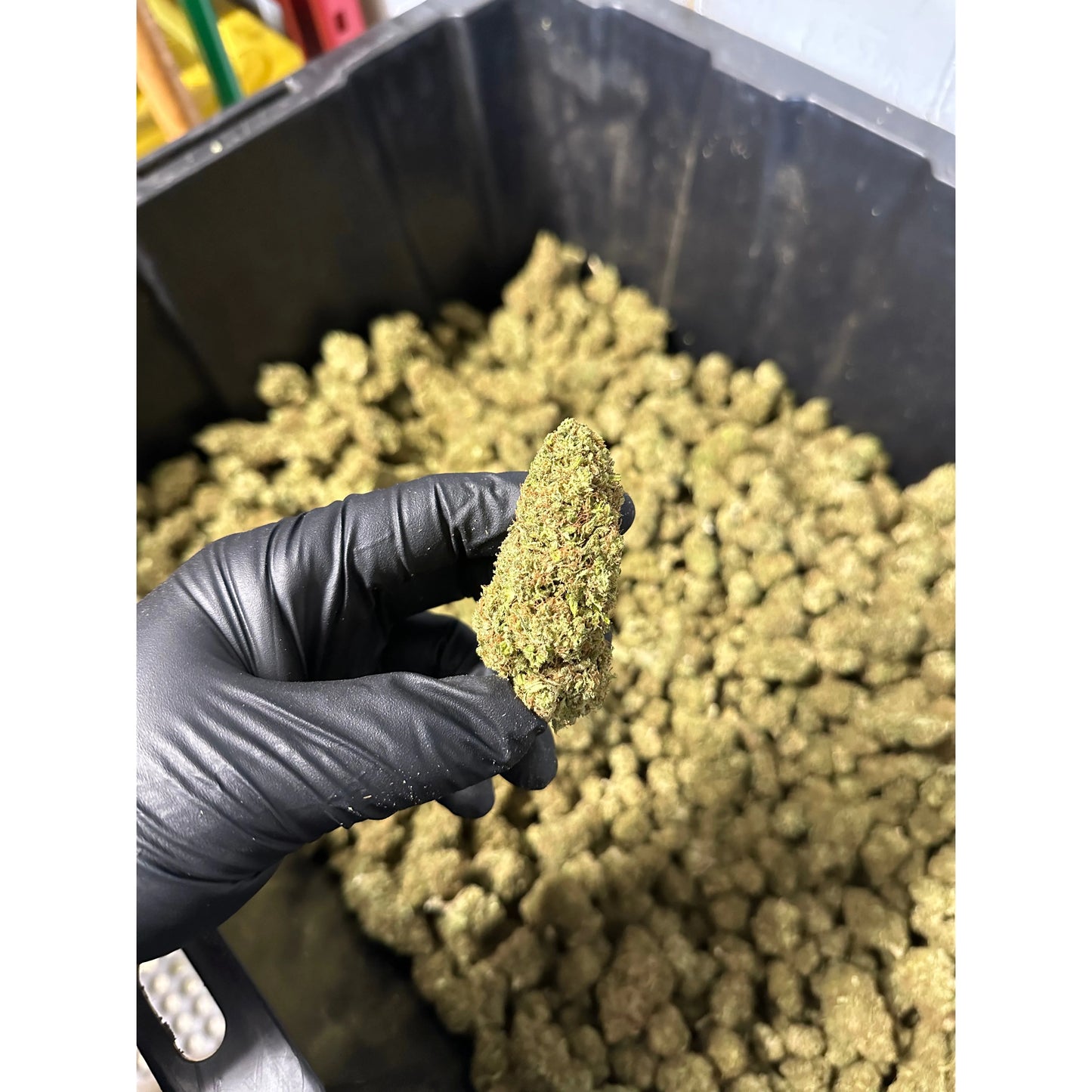 Lemon Tree Hemp Flower