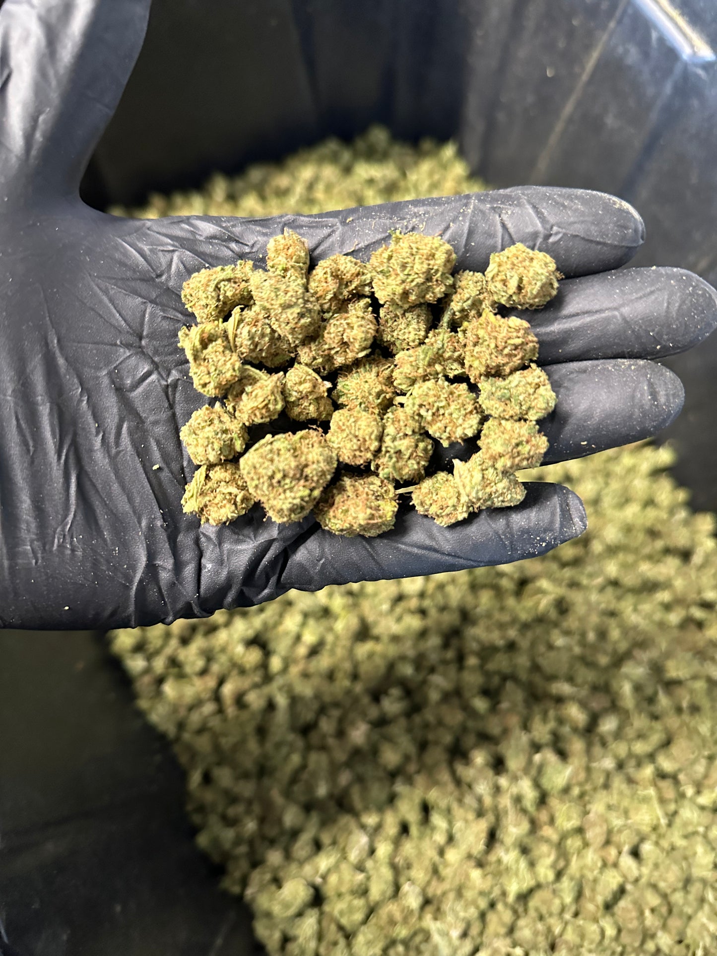 Lemon Tree Hemp Flower Smalls