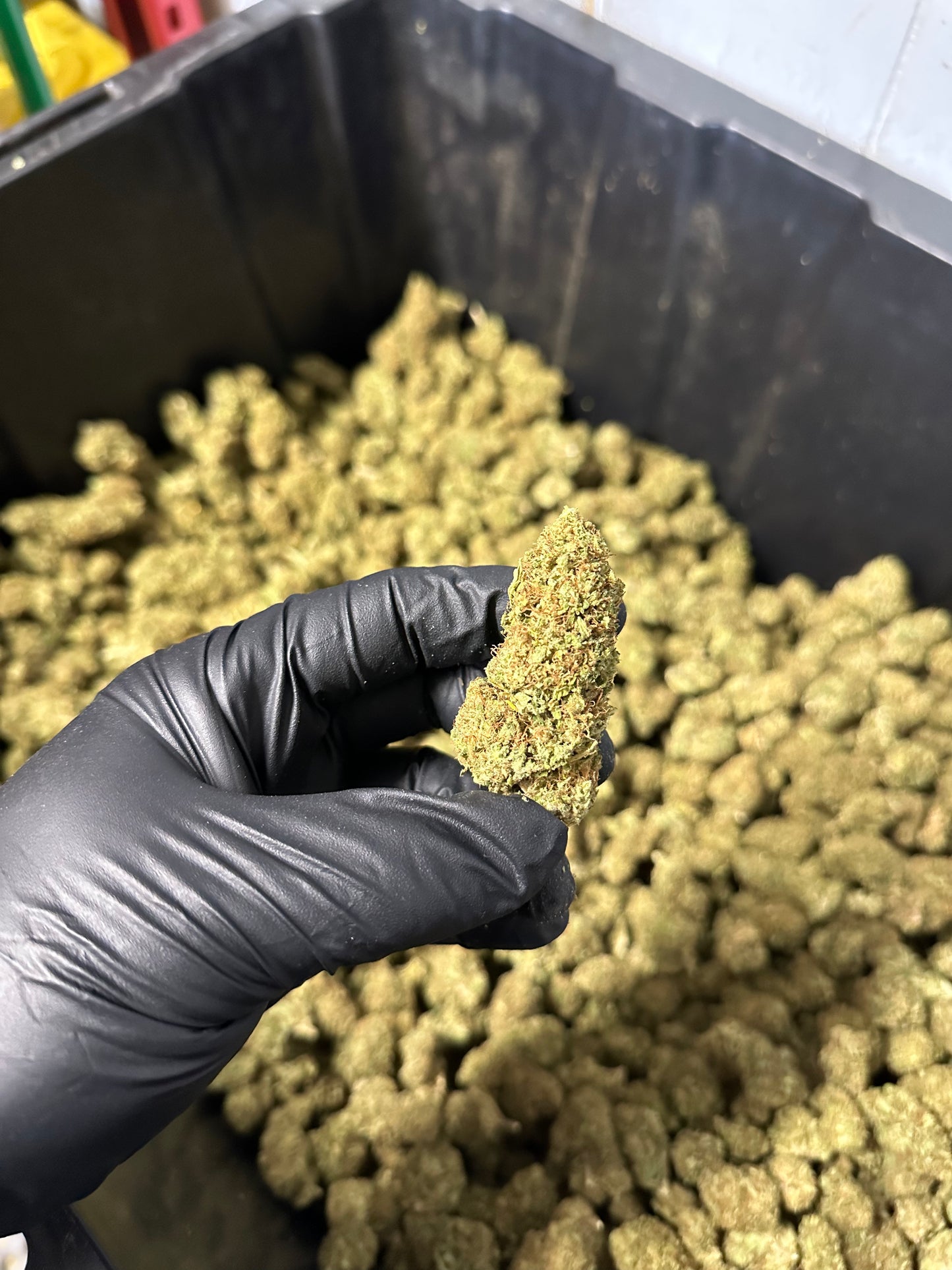 Lemon Tree Hemp Flower