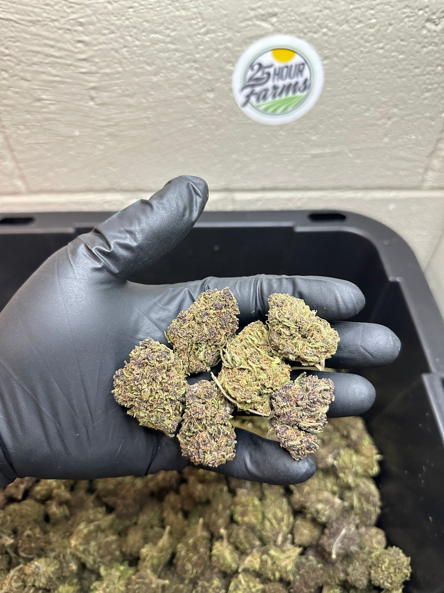  Purple Skunk Hemp Flower