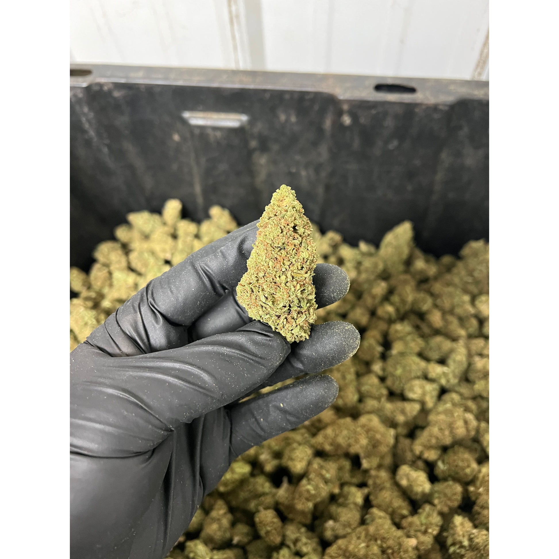 Apple Fritter CBD Hemp Flower