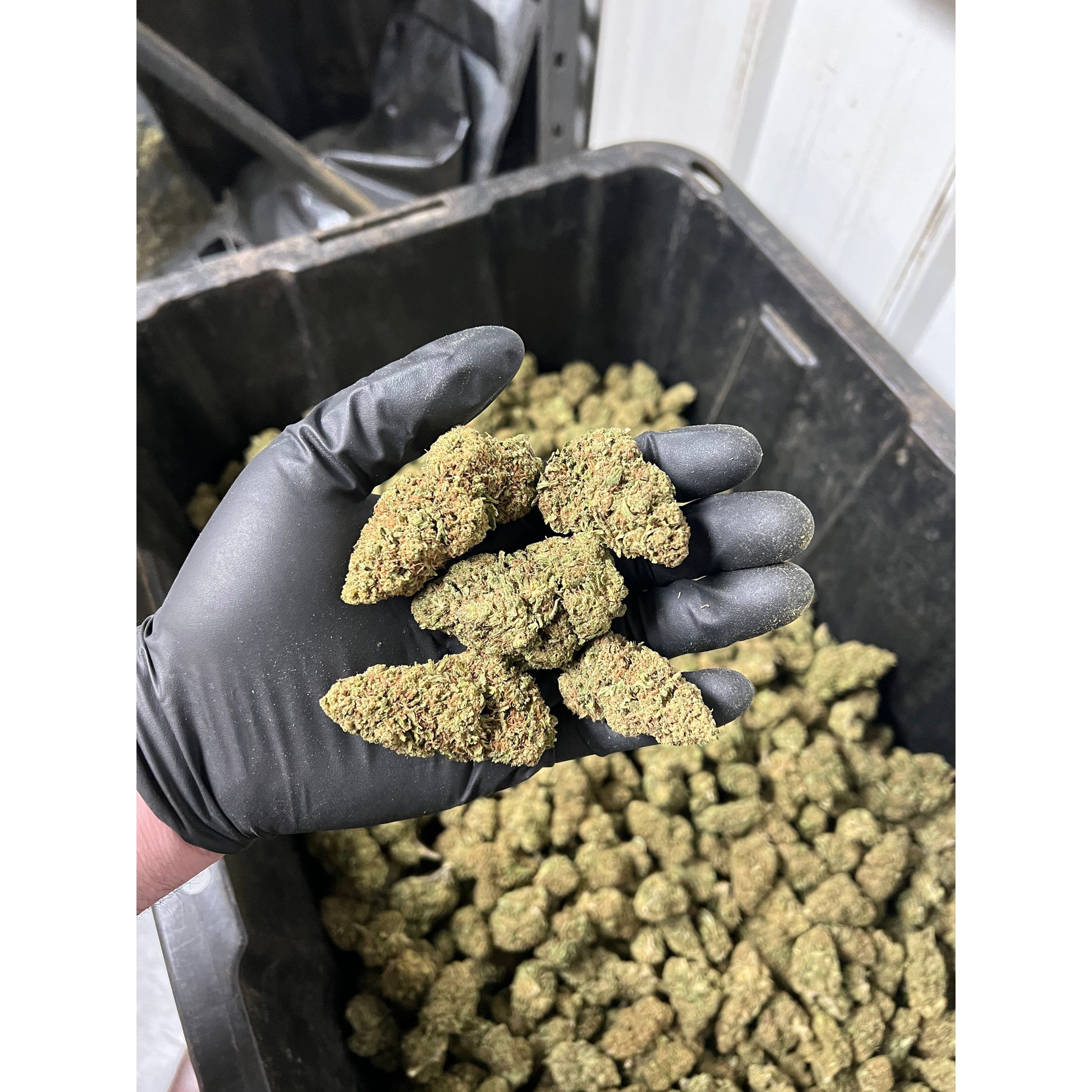 Apple Fritter CBD Hemp Flower