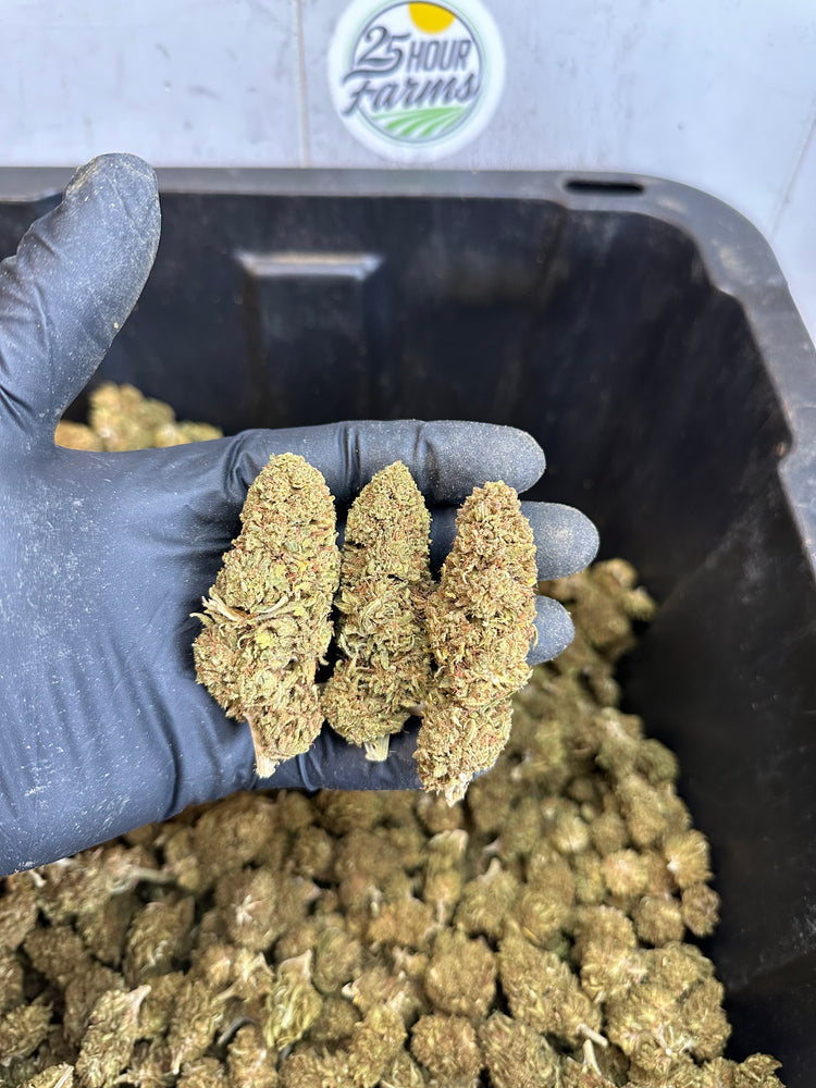 
                  
                    Load image into Gallery viewer, Suver Haze Hemp Flower
                  
                
