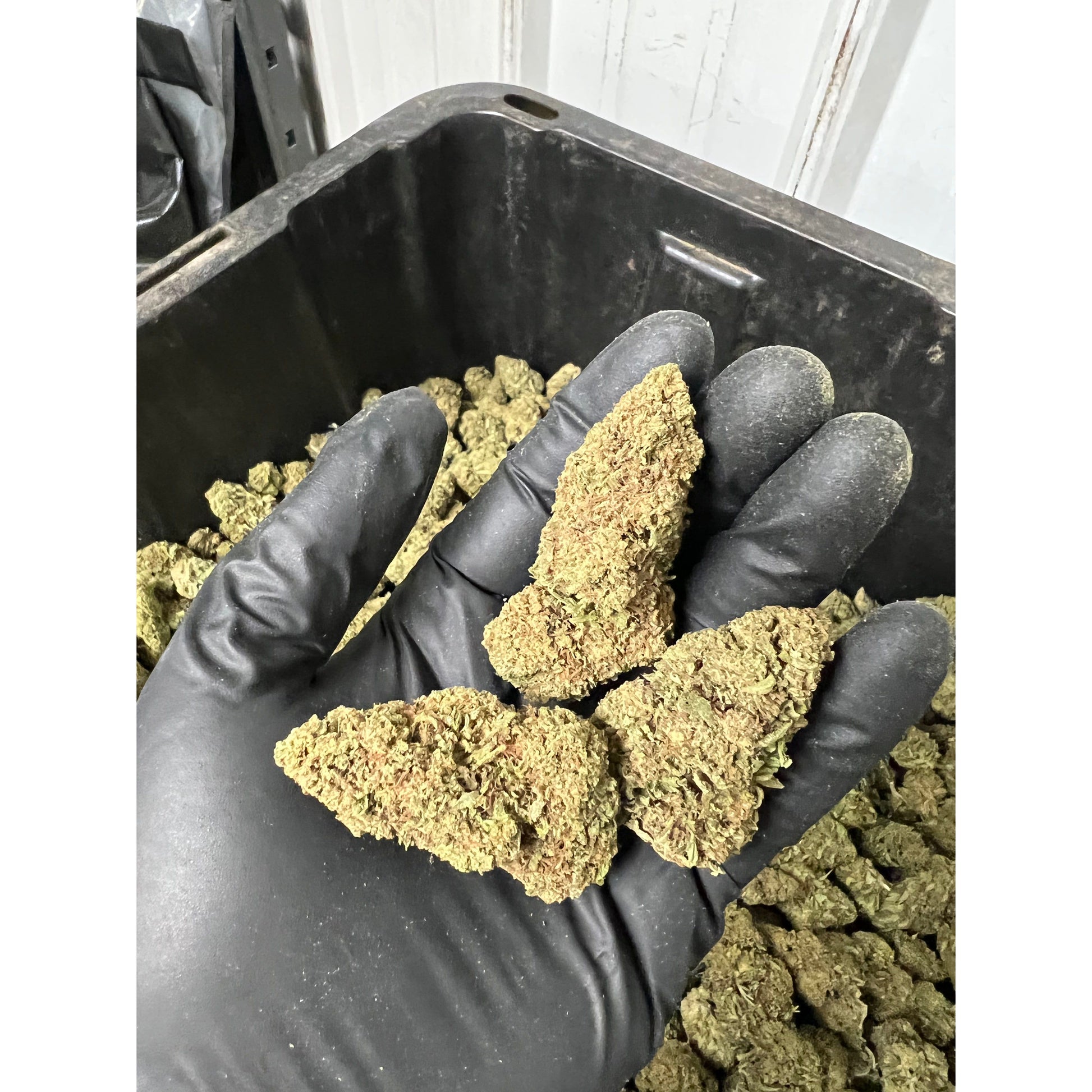 Apple Fritter CBD Hemp Flower