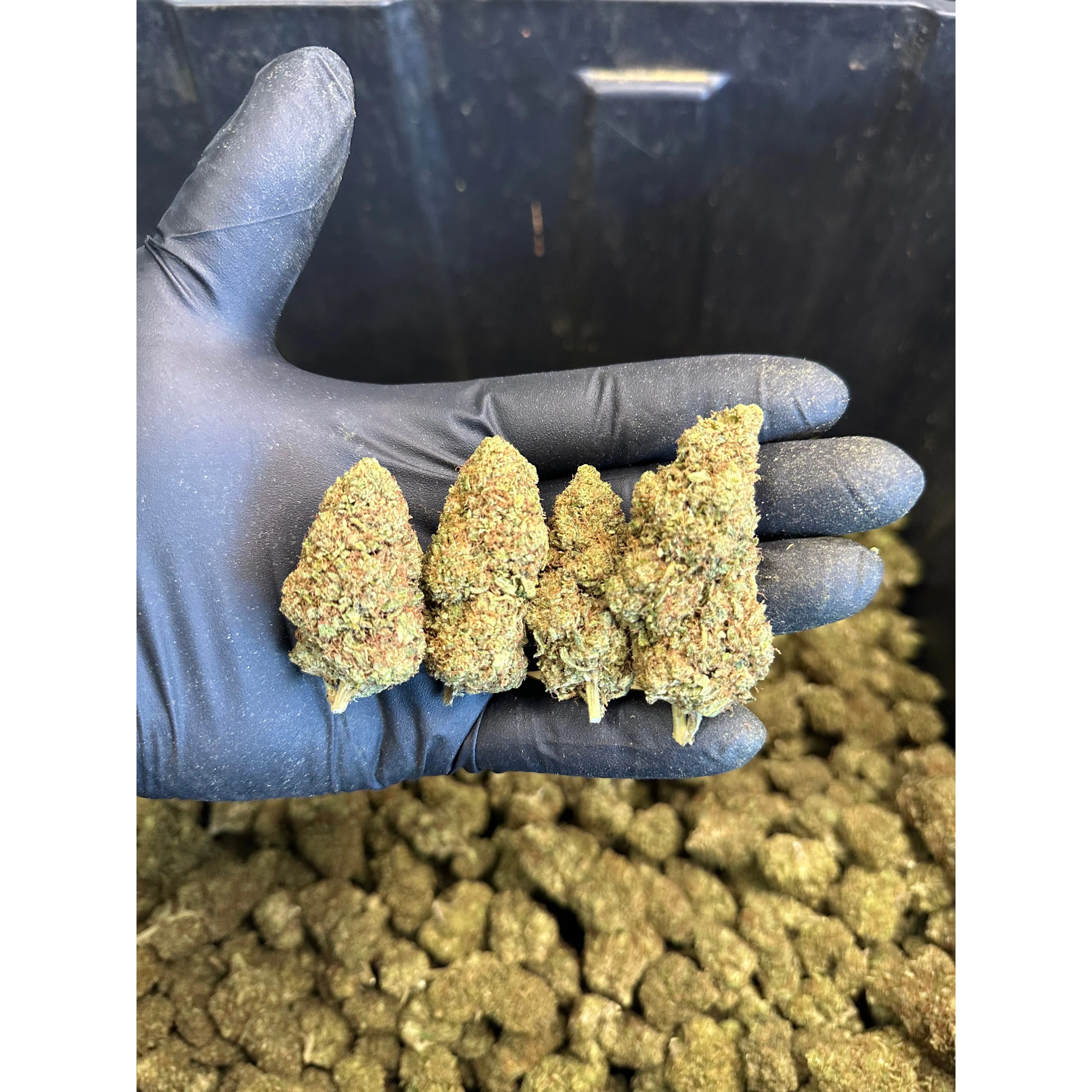 Tennessee Tangie Hemp Flower