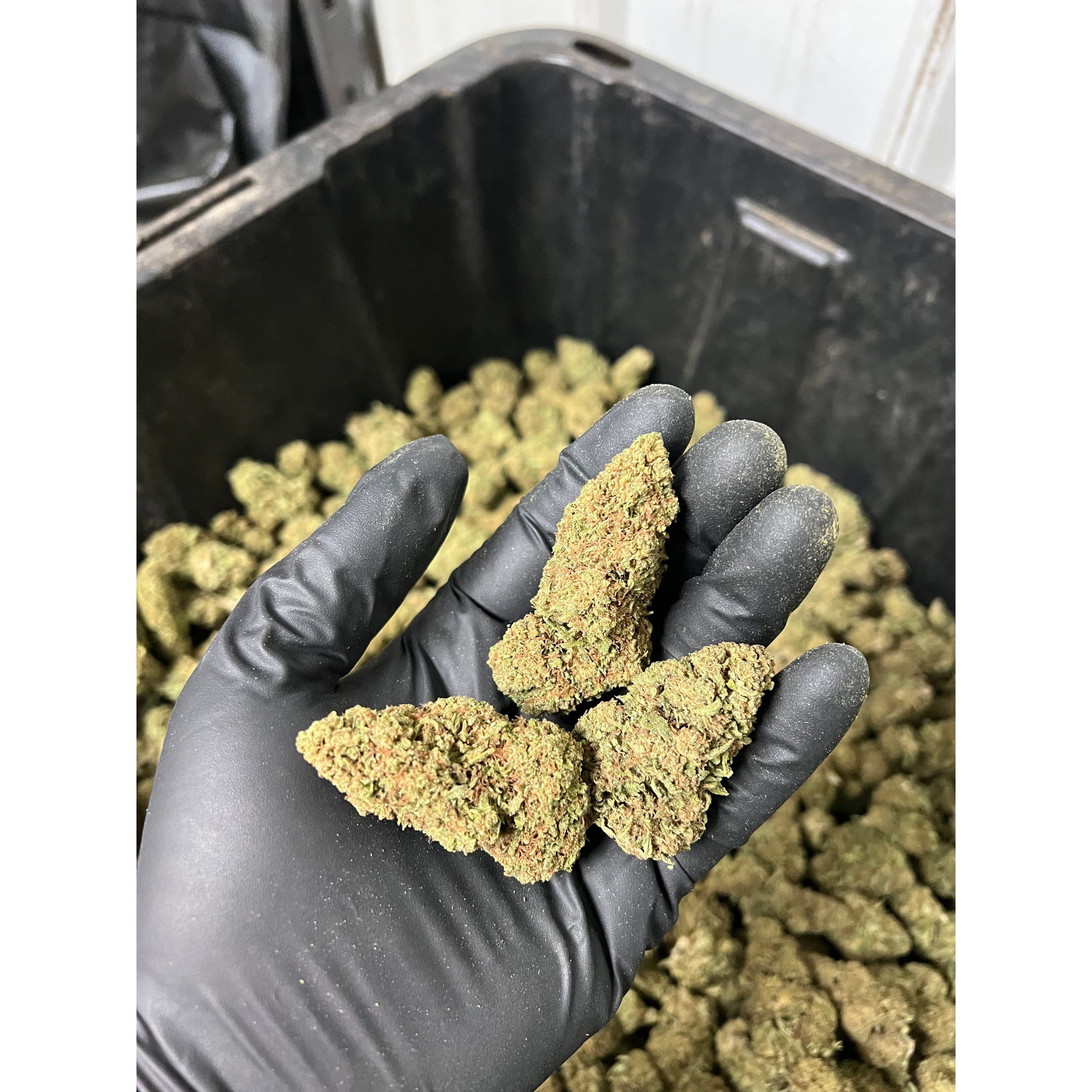 Apple Fritter CBD Hemp Flower