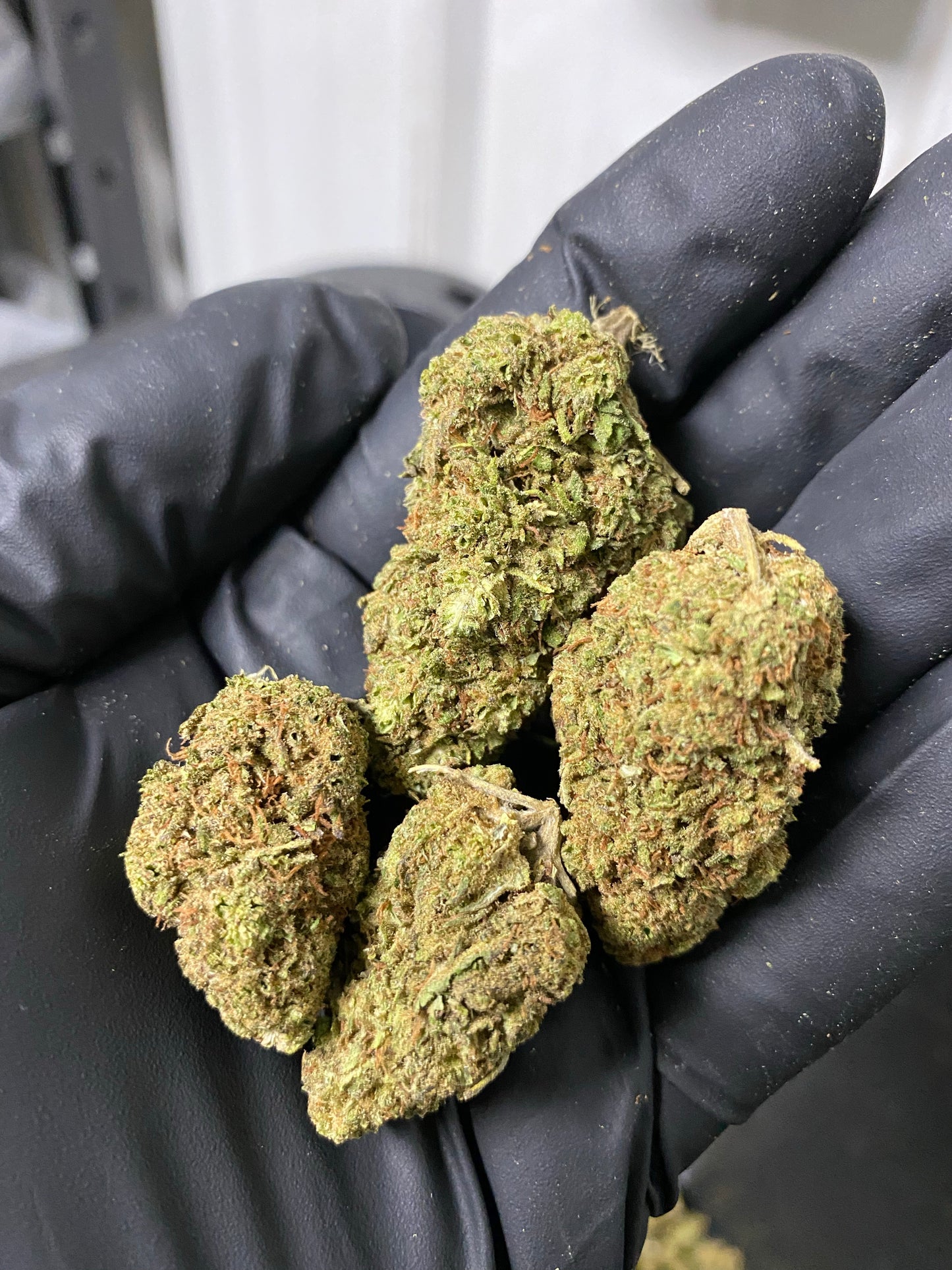 Lifter CBD Hemp Flower