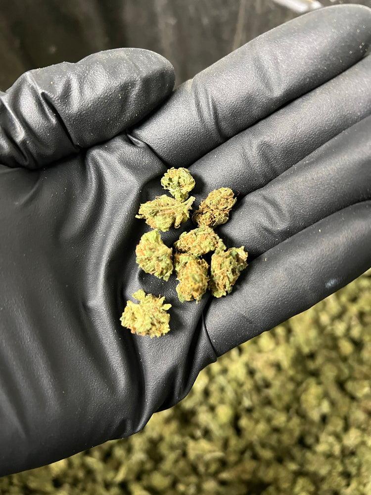 
                  
                    Load image into Gallery viewer, Suver Haze Smalls
                  
                