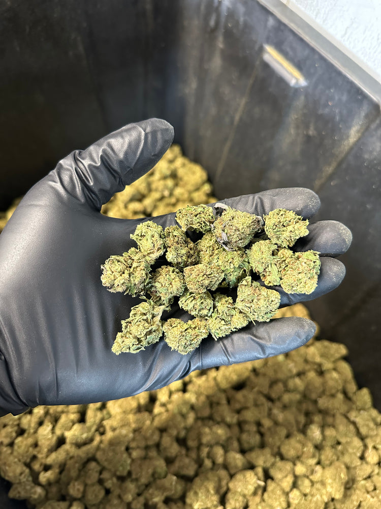 
                  
                    Load image into Gallery viewer, Casino Cookies Hemp Flower Smalls
                  
                