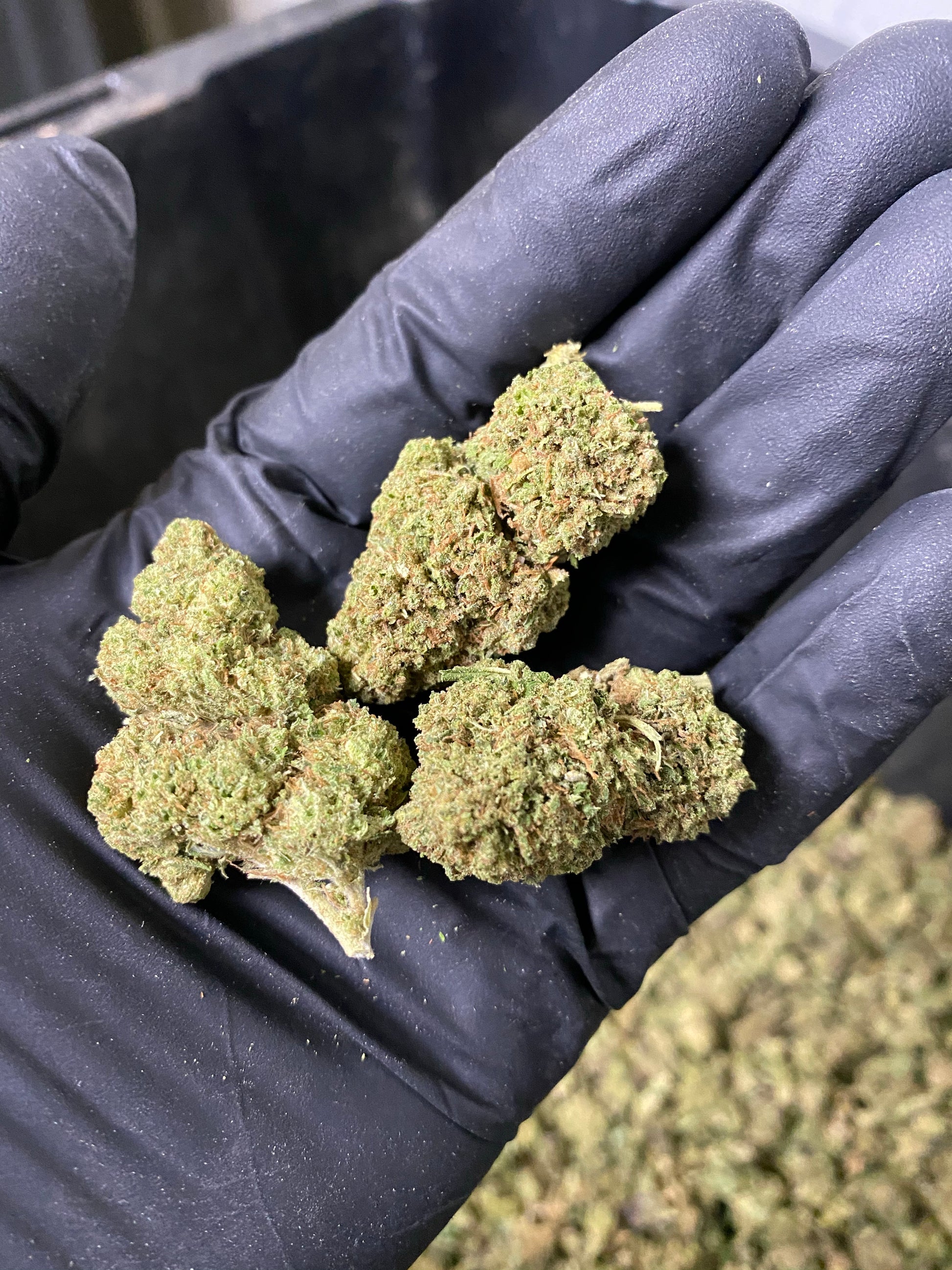 Hawaiian Express CBD Hemp Flower